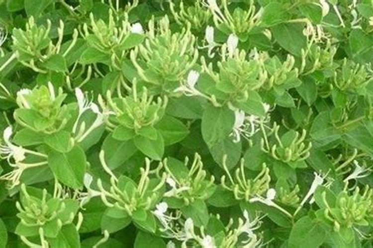 金银花施什么肥最好