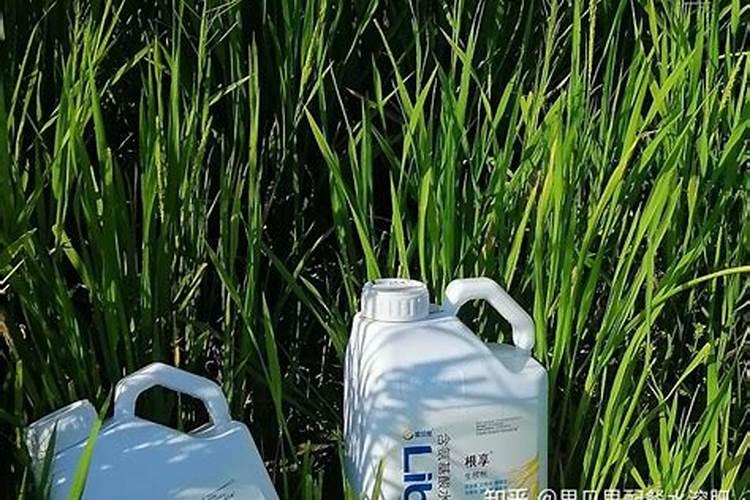 香兰的4个养护方法