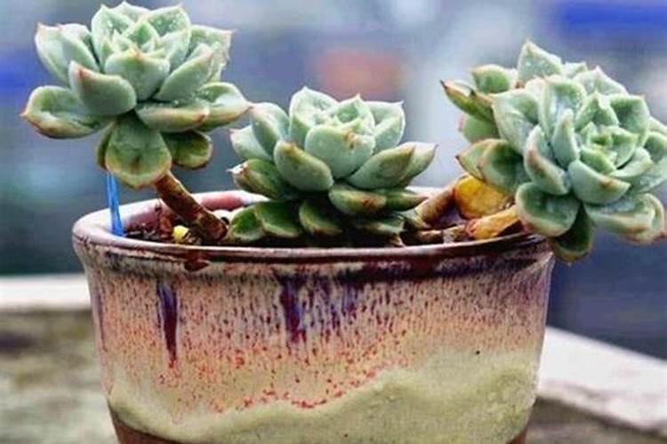 多肉植物施什么肥好