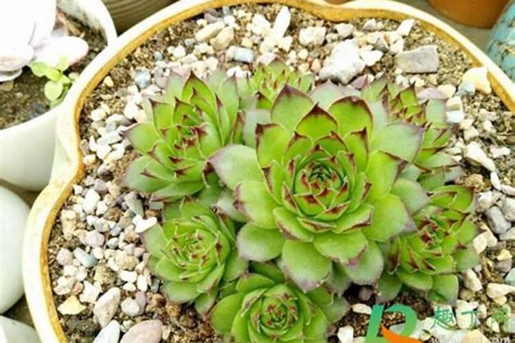 多肉用什么肥料比较好