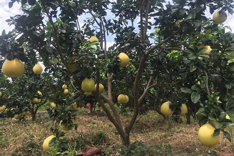 柑橘膨果期冲施什么肥料好？柑橘膨大期上什么肥料产量高？