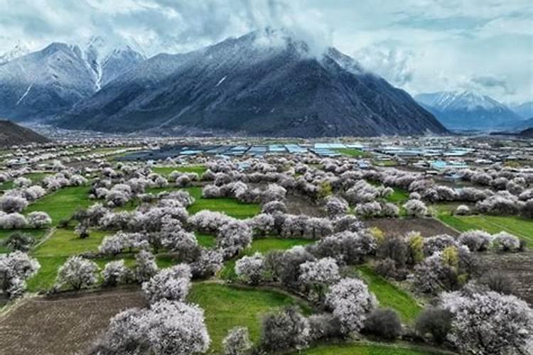 桃树专用肥料配方有几种？