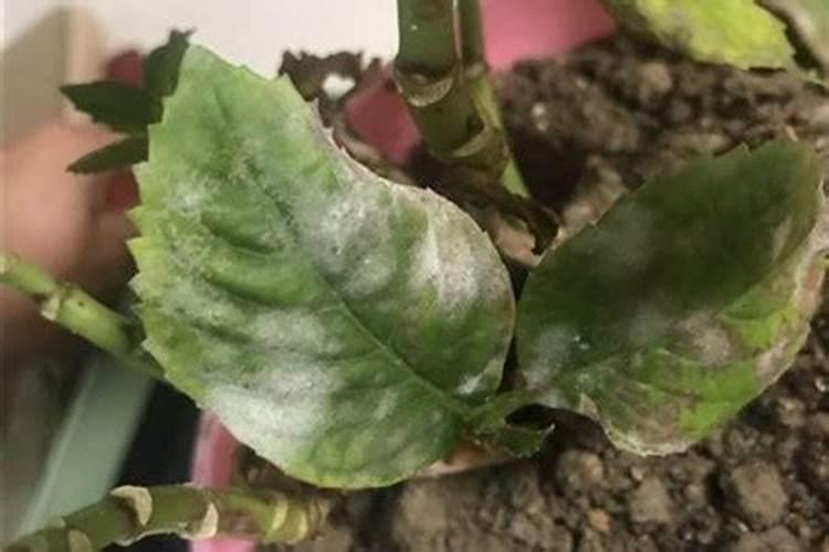 含羞草多久发芽