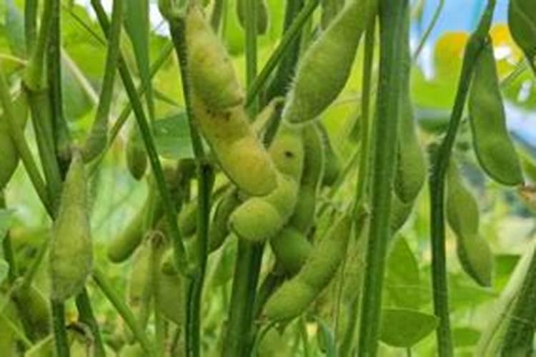 芸苔素能拌麦种吗