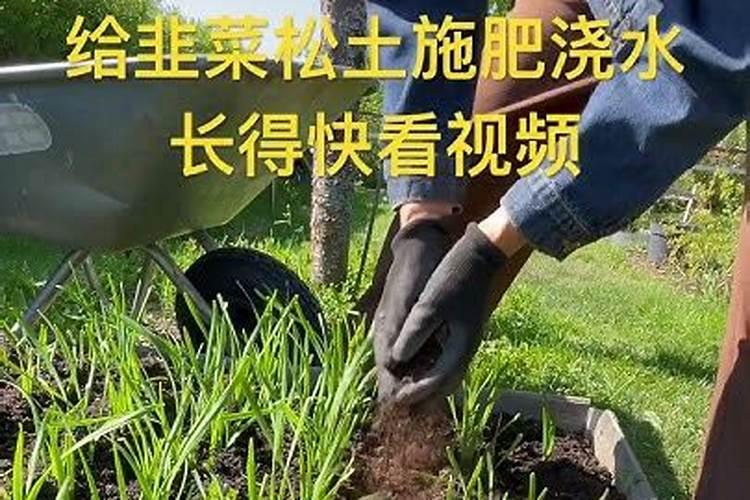 韭菜收割后要施肥还是先浇水