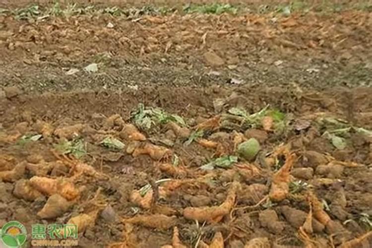 地黄的本田施肥有哪些技术？