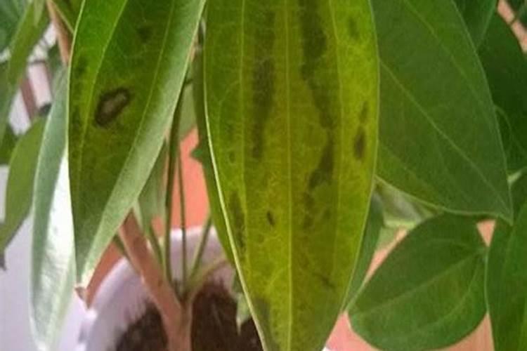 狗狗卵磷脂和鱼油的区别有哪些 多久吃一次