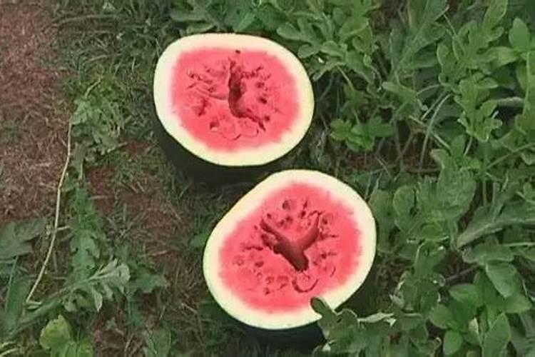 西瓜空心怎么回事
