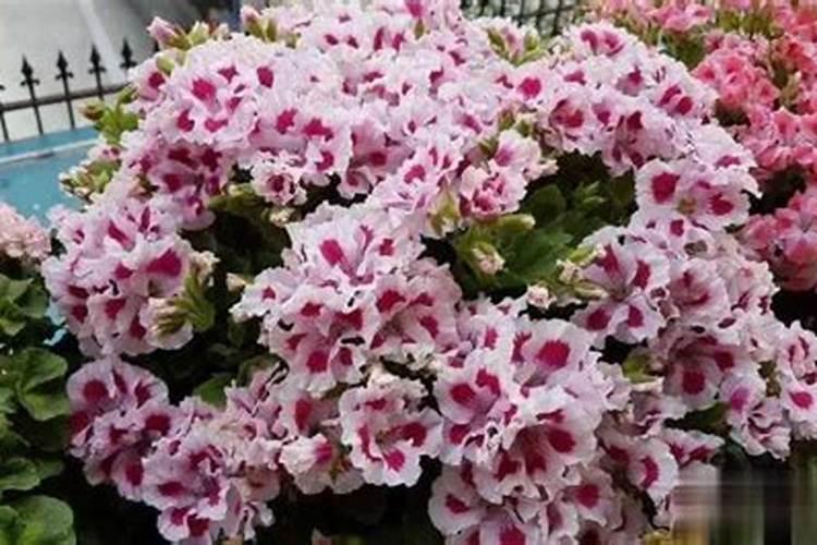 水稻田中,田里没水的情况下可以施肥吗？