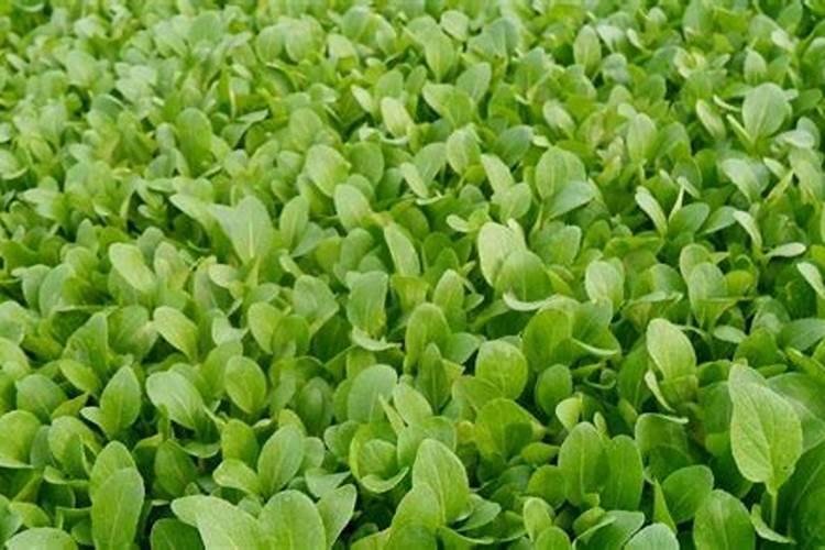 自制鱼蛋白有氨气怎么办呢