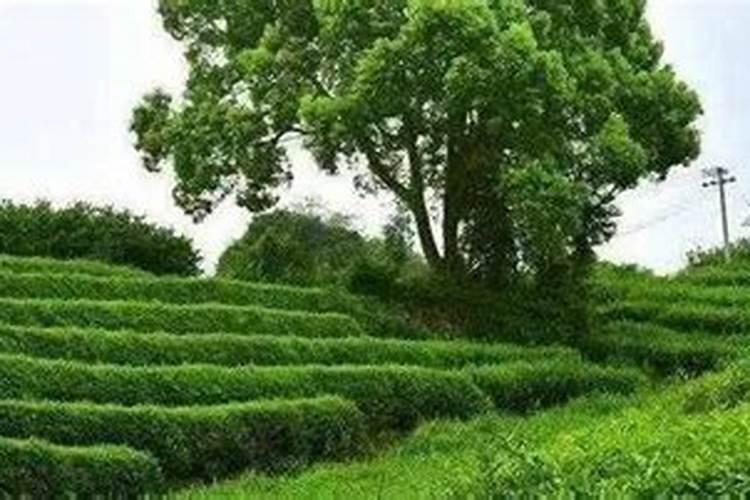 茶树最忌三种肥料