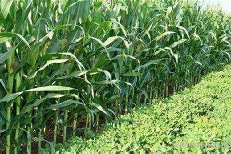 鱼塘施肥方法和注意事项 鱼塘如何施肥以及注意事项