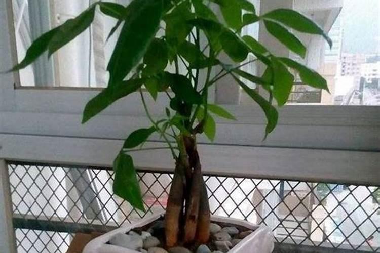 番茄果小怎么才能使其膨大