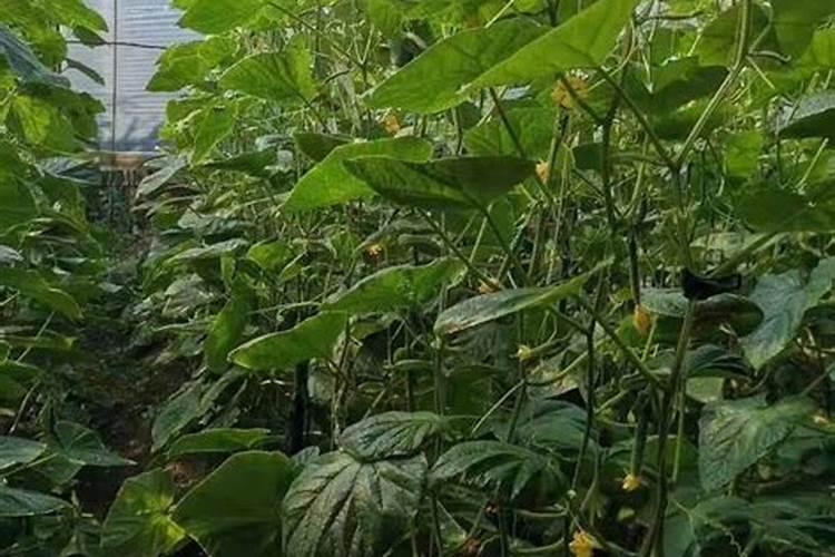 瓜打顶浇水施肥方法