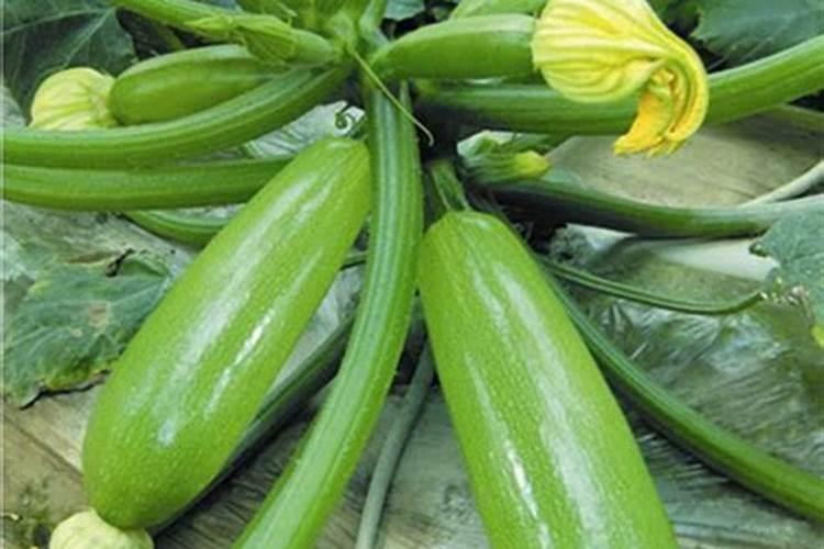 黄瓜结得多,这5种肥料不能缺