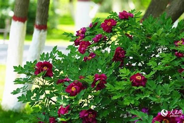 牡丹叶面肥打什么