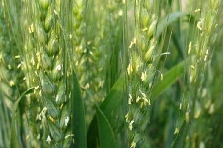 小麦出穗后几天扬花