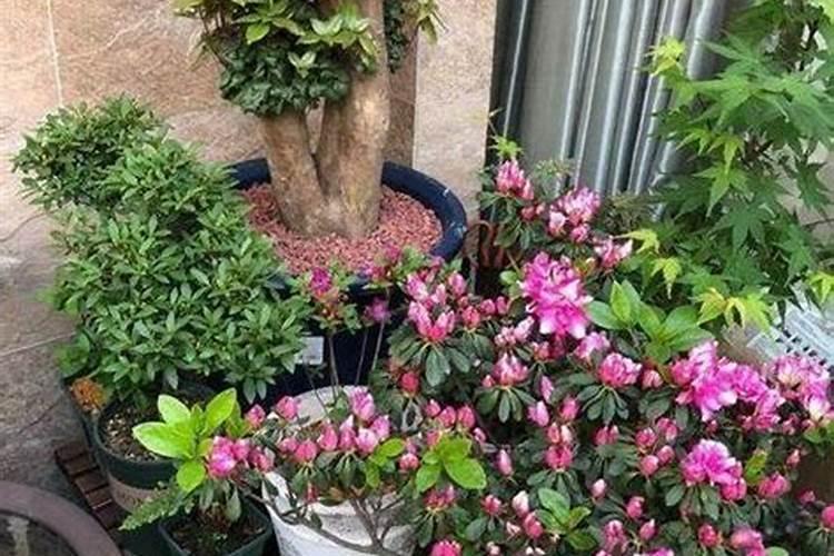 怎样给有花苞的杜鹃施肥 如何给有花苞的杜鹃施肥