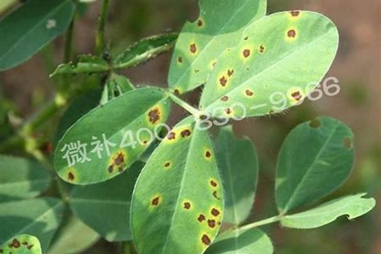 缺少氮磷钾肥分别有什么现象