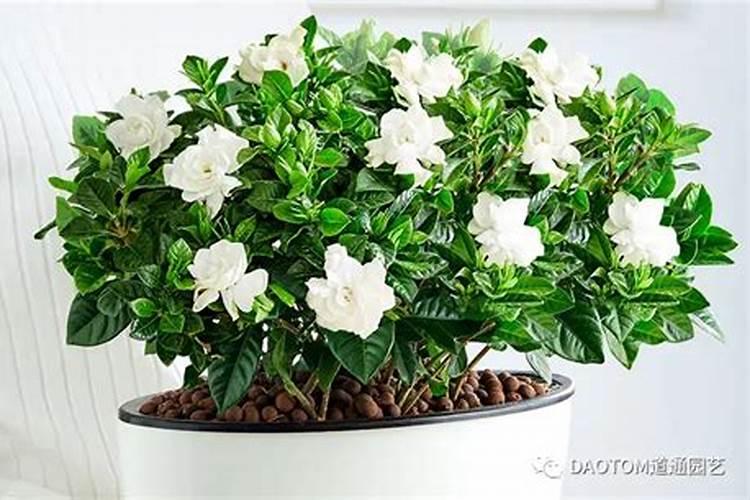 栀子花冬天需要施肥吗