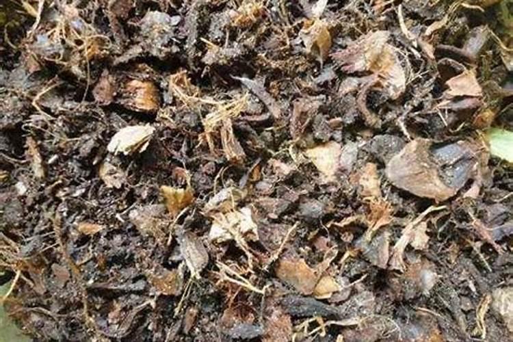 把松塔如何处理可以用来当做养花的肥料？