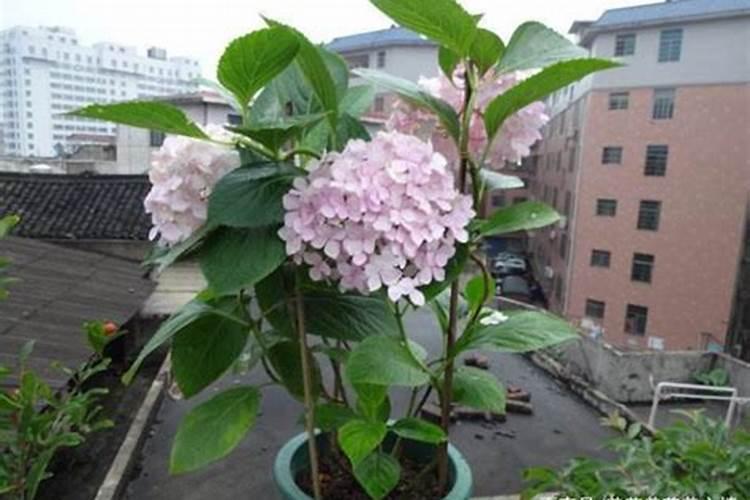 沙糖桔应该几月份施钾肥 如何做好种植管理