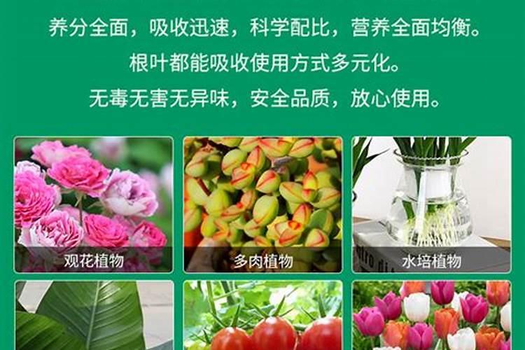 番茄坐果后怎样施肥？西红柿叶面肥喷施注意什么？
