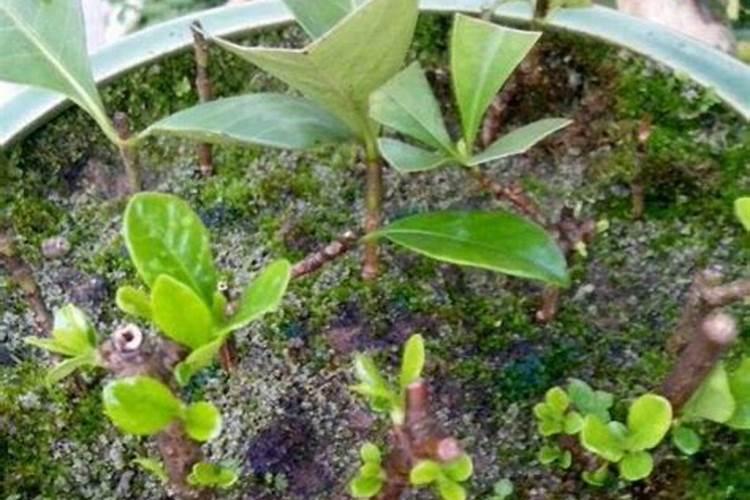 茶花树的养殖方法