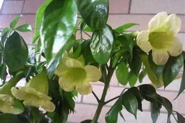 幸福花怎么养(幸福树怎么养护,才能开出花？)