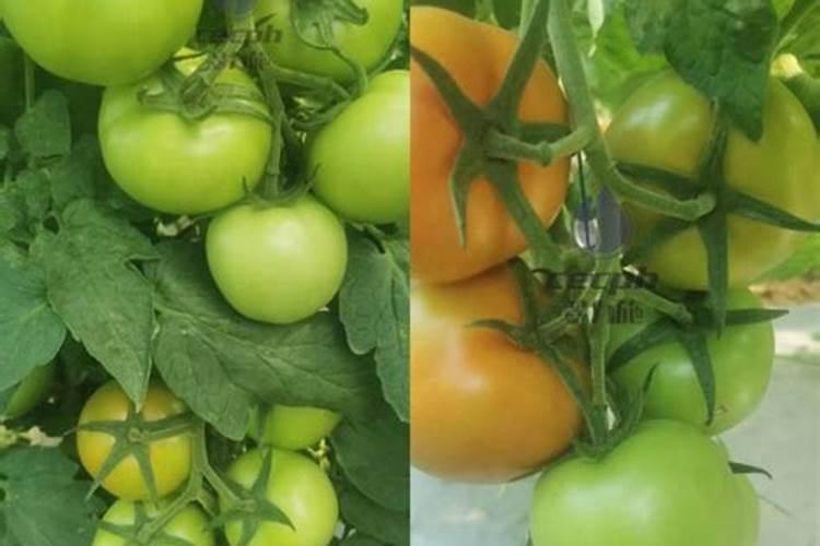 西红柿用什么肥料好 农家肥磷肥高钾复合肥三种肥分阶段施加