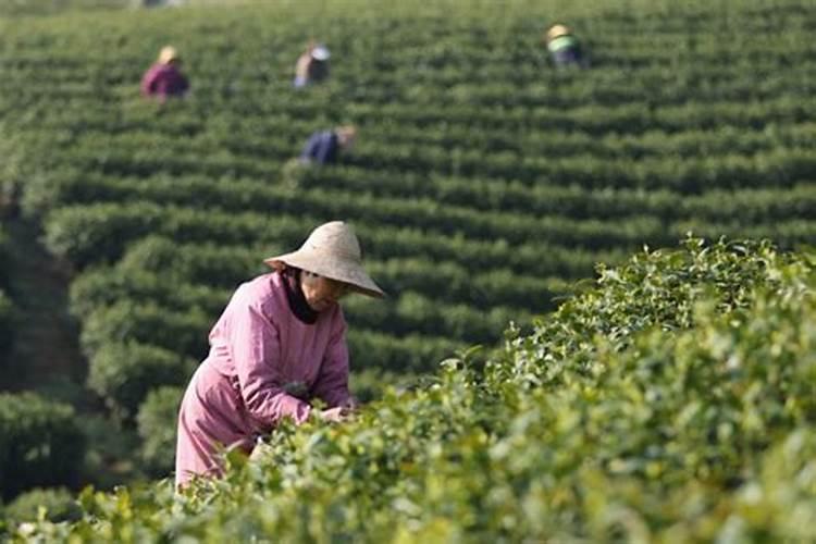 茶叶每亩施肥量