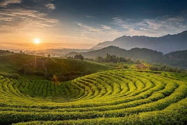 茶园如何使用氮肥？