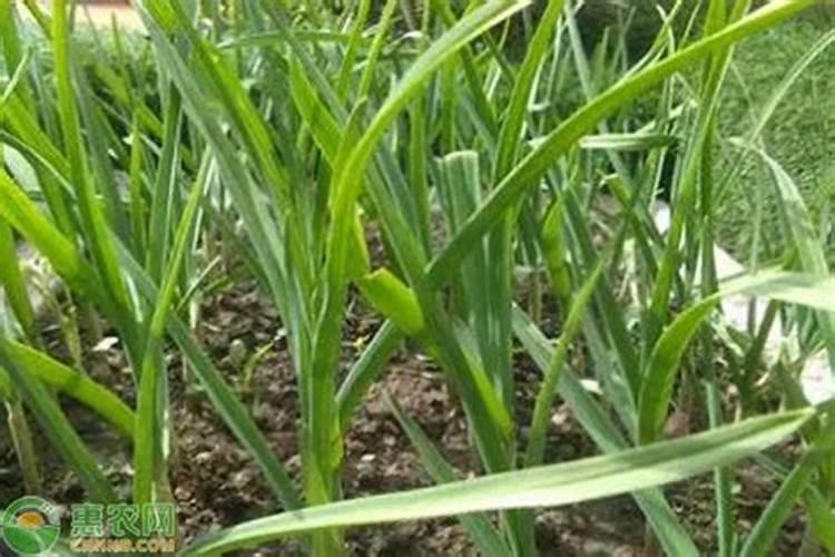 冬天多肉该怎么样种植啊求帮忙