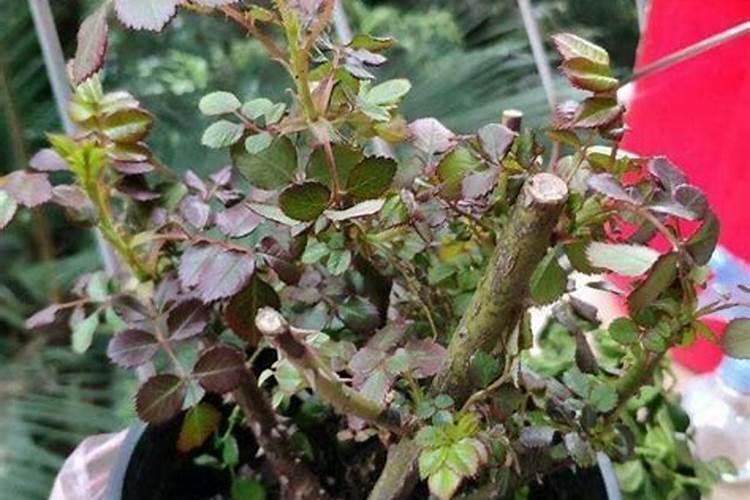 蔷薇花多久开花