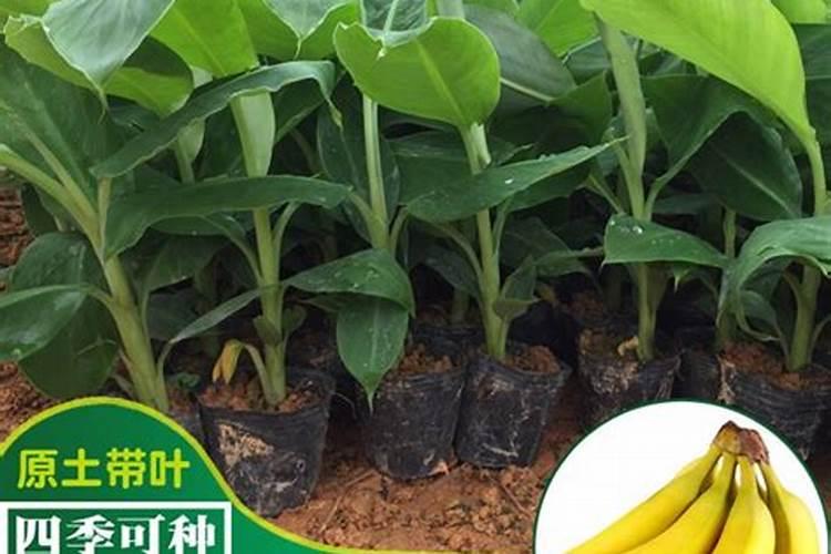 粉掌的施肥方法