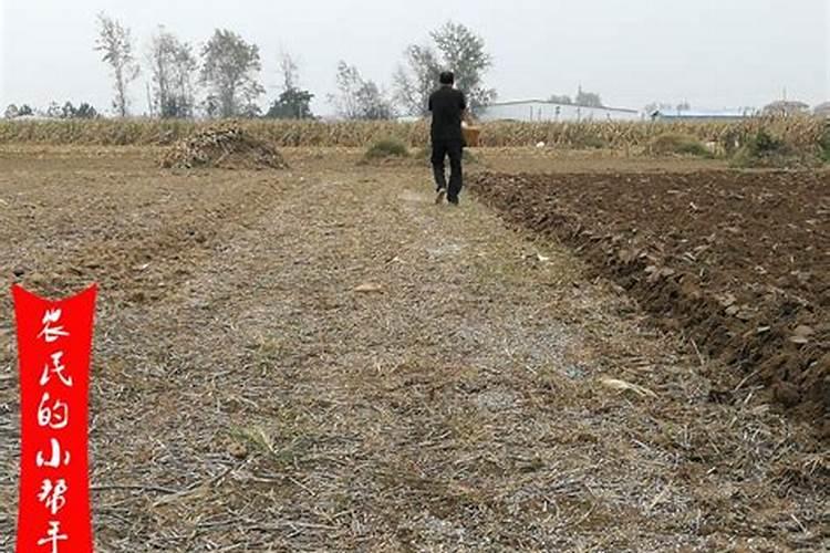 小麦硼肥的最佳使用时期