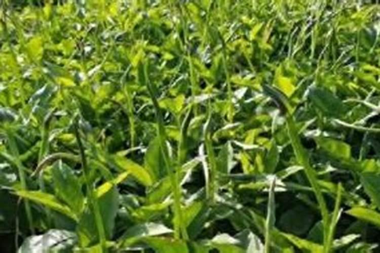 十大水溶肥品牌都有啥,国产的前十名,知名的水溶肥厂家有哪些？