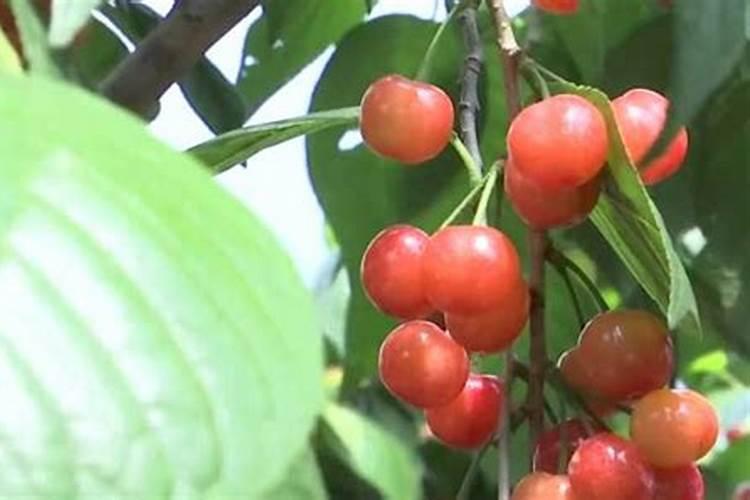 欢能肥厂家是正规厂吗