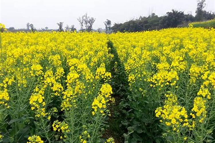 油菜叶面肥什么时间施最好花卉百科