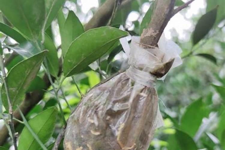 陈皮原枝和圈枝的区别