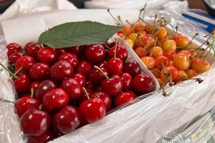 丁香施肥方法,用什么肥好