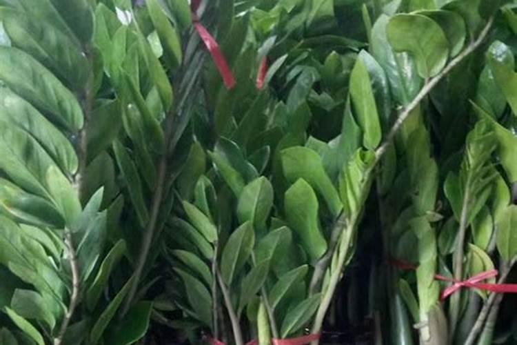 金钱树怎么浇水施肥