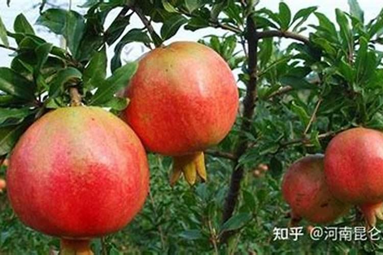 石榴树花期怎么管理