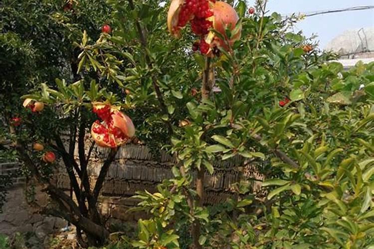 石榴树叶子发黄怎么办