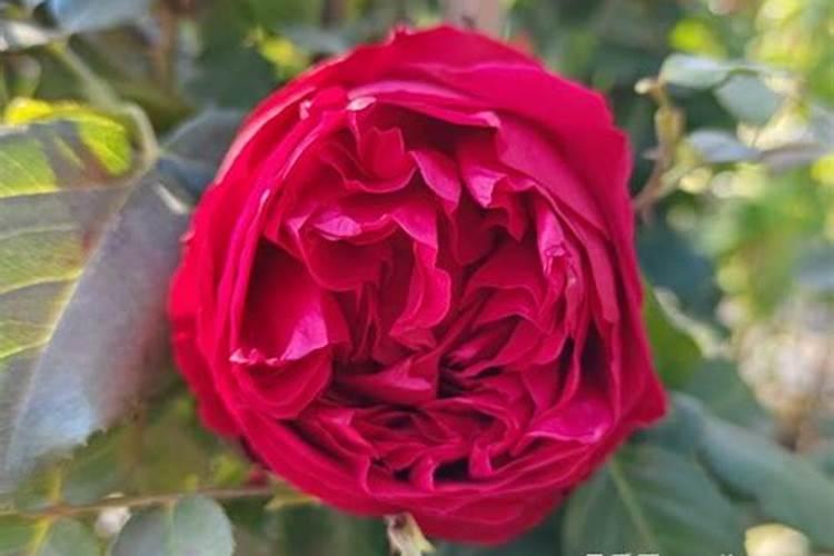 月季有花苞了怎么施肥