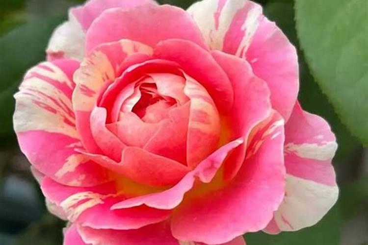 月季夏季施肥时间和方法