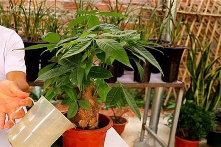 金钱树的施肥方法和注意事项