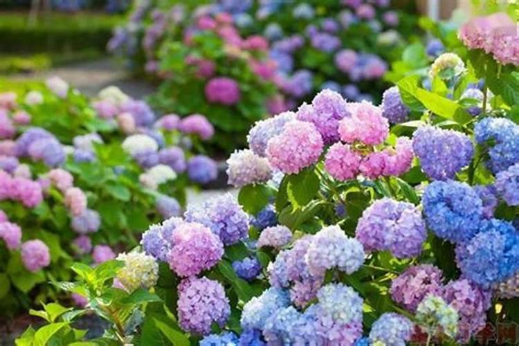 月季花新叶瘦小弯曲