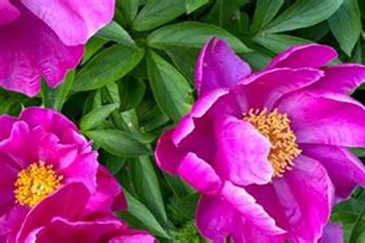 芍药刚出芽如何施肥