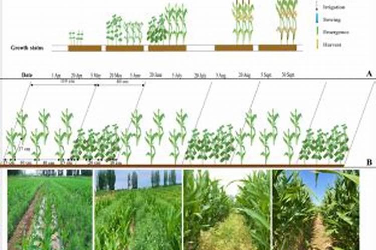 请问豌豆应该怎么追肥比较好？